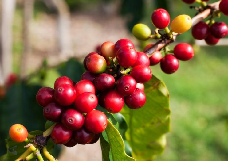 Finca La Gloria